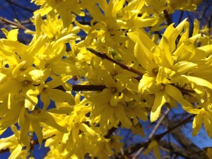 Forsythia