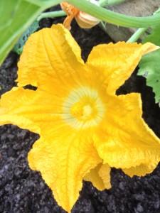 Zucciniblomma
