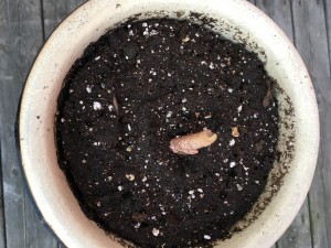Arisaema sikokianum våren 2015