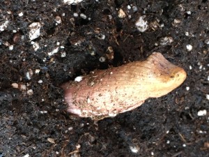 Arisaema sikokianum våren 2015